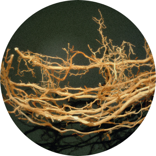 Vetiver Oil Haiti SIGNature