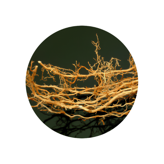 Vetiver Oil Haiti SIGNature