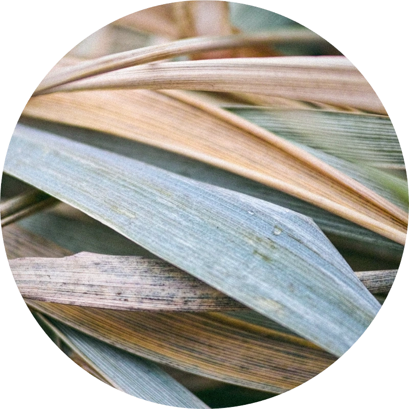 Vetiver Java MD