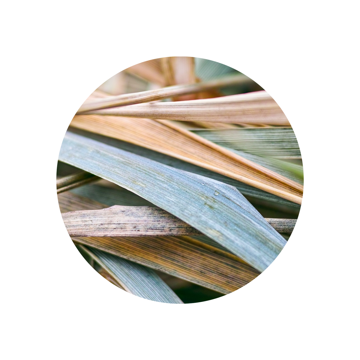 Vetiver Java MD