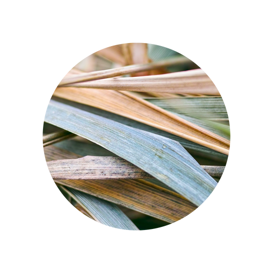 Vetiver Java MD