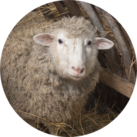 Wool Absolute