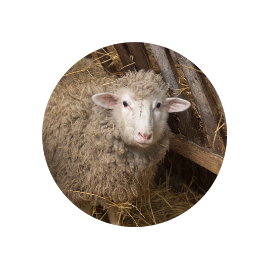 Wool Absolute
