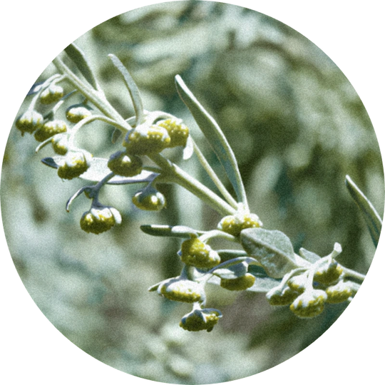 Wormwood Oil (artemisia absinthium)