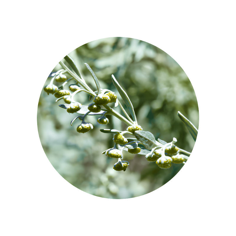 Wormwood Essence (artemisia absinthium) 5 g