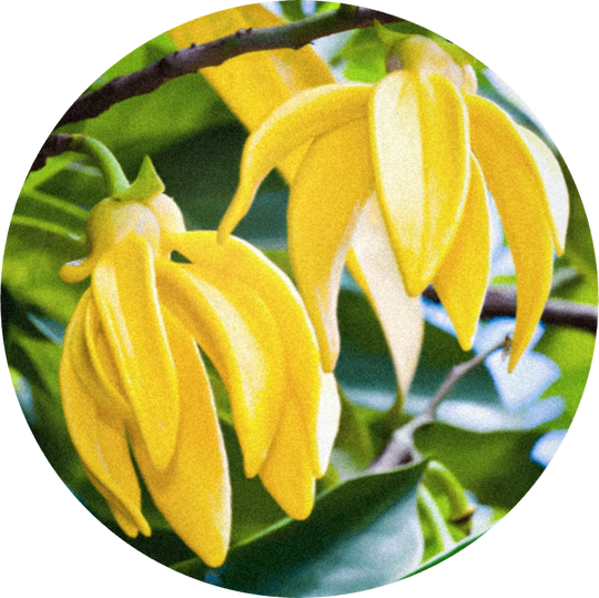 Ylang Ylang Extra
