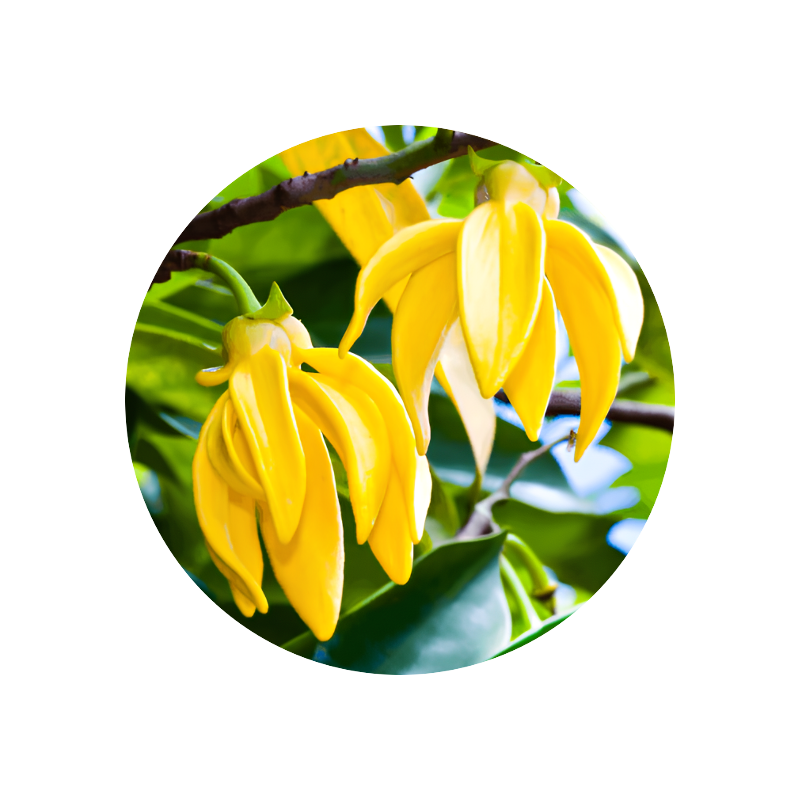 Ylang Ylang Extra