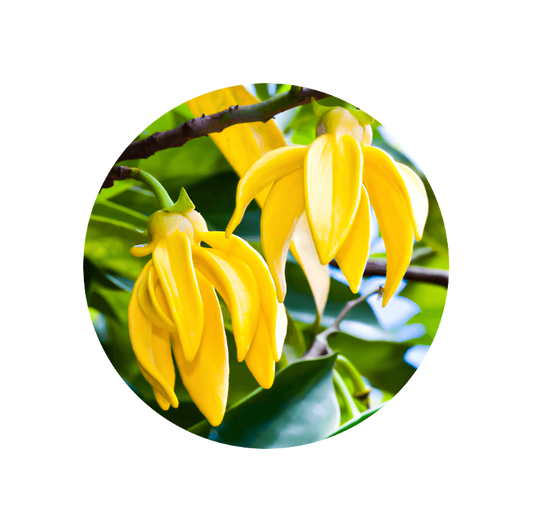 Ylang Ylang Extra