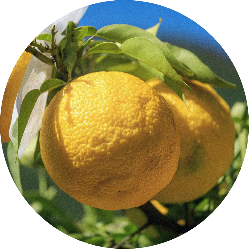 Yuzu Cold Pressed