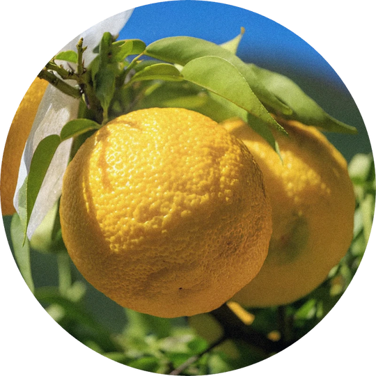 Yuzu Cold Pressed